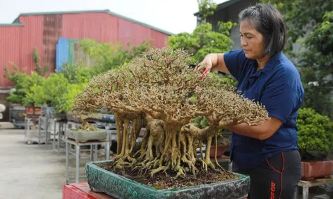 Cây sanh An Phúc: Một siêu phẩm dáng làng của nghệ nhân Nguyễn Thị Hiện